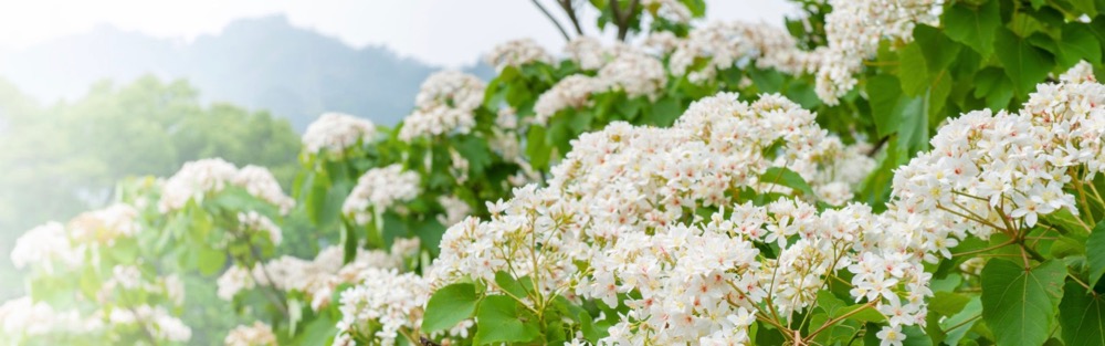 Tung Oil Flowers